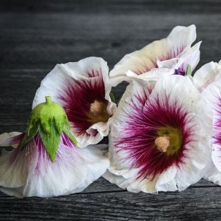 Close-up of Creme de Cassis Hollyhock blooms.