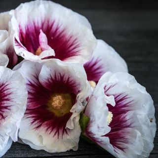 Close-up of Creme de Cassis Hollyhock blooms.