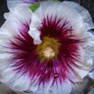 Close-up of Creme de Cassis Hollyhock bloom with dew drops.