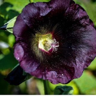 Jet Black or Nigra Hollyhock growing in garden.