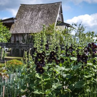 Jet Black or Nigra Hollyhock growing in garden.