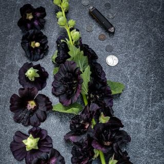 Jet Black or Nigra Hollyhock in marbled background with pocket knife and coins for reference.