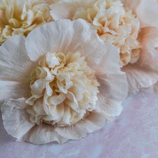 Majorette Double Champagne Hollyhock on light background.