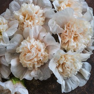 Majorette Double Champagne Hollyhock on dark background.