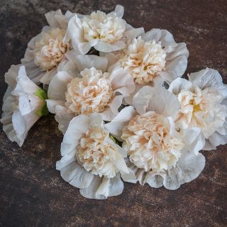 Majorette Double Champagne Hollyhock on dark background.