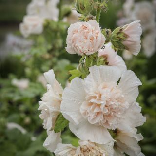 Majorette Double Champagne Hollyhock growing in garden.