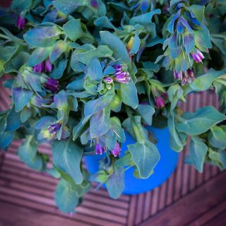 Kiwi Blue Honeywort flowers with foliage.