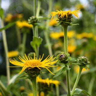 Elecampane blooms in the garden