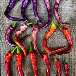Buena Mulata Peppers ranging from deep red to deep purple.