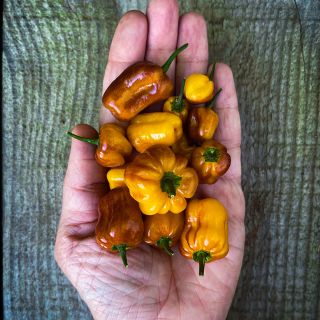 Handful Puma Peppers on wooden background.
