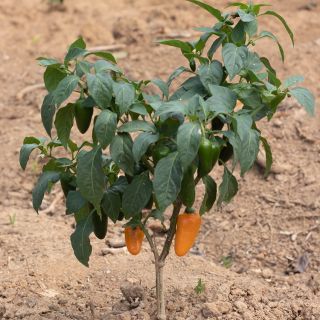 Pumpkin Spice Jalapeno on plant in garden.
