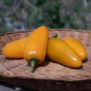 Pumpkin Spice Jalapeno on wicker tray.