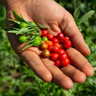 Chiltepin Wild Hot Peppers fresh from garden.