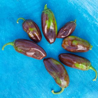 Brown Jalapeno Peppers with green variegation on brilliant blue background. 