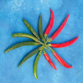 Korean Dark Green Peppers in both green and red fruit, on blue background.