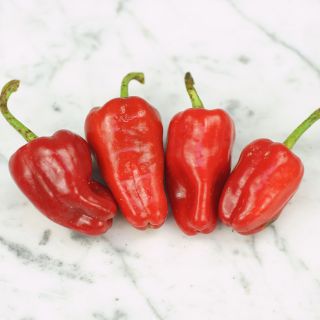Leutschauer Paprika Pepper on marble background.