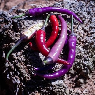 Buena Mulata Peppers, seeds exposed.