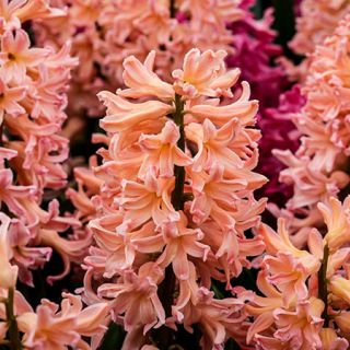 Gipsy Queen Hyacinth (5 bulbs)