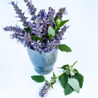 Anise Hyssop flowers in an arrangement ina ceramic cup on a white background.