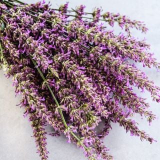 A bouquet of Arcado Pink Agastache on a light background.