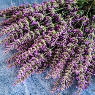 Large spray of Arcado Pink Agastache on speckled blue background.