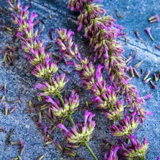A trio of Arcado Pink Agastache flowers on a blue background.