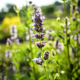 A single elegant Anise Hyssop bloom is backlit by the early morning summer sun at Baker Creek.