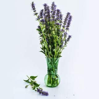 A freshly harvested bouquet of Anise Hyssop in a green glass vase on white background.