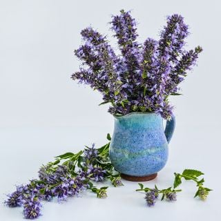 Anise Hyssop flowers arranged in blue cermic cup on a white background.
