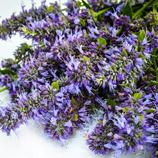 A close-up macro view of a bouquet of Anise Hyssop on white.