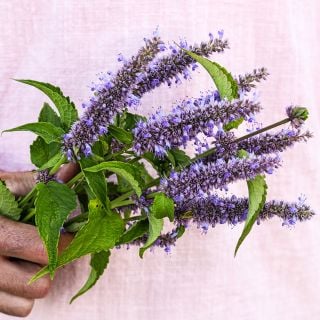 A man wearing a pink tunic holding a freshly picked bouquet of fragrant Anise Hyssop in the garden.
