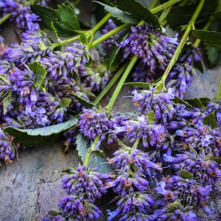 A close-up micro view of the blooms on stems of Anise Hyssop.