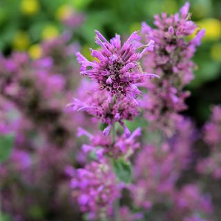 Arcado Pink Agastache growing in the gardens at Baker Creek.