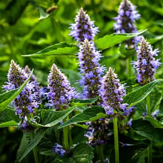 Anise Hyssop blooming in the trial gardens at Baker Creek.
