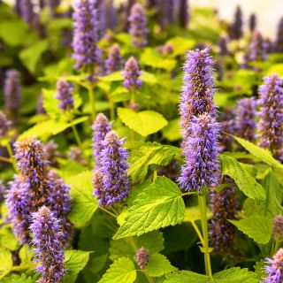 Golden Jubilee Korean Hyssop growingin the trial gardens at Baker Creek.