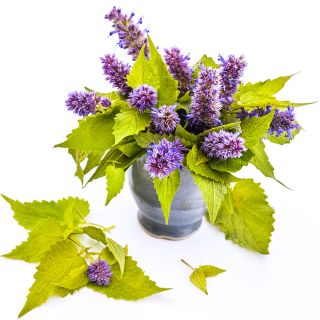 Golden Jubilee Korean Hyssop in a ceramic vase with leaves on the side on a white background.