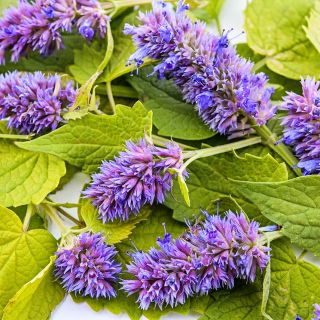 A close-up of Golden Jubilee Korean Hyssop leaves and flowers.