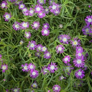 Purple Stardust Iceplant growing in garden.