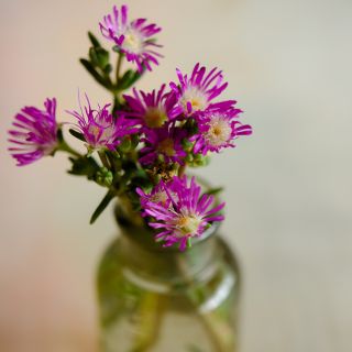Purple Stardust Iceplant in clear vase against blurred background.