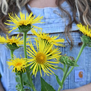 Elecampane flowers