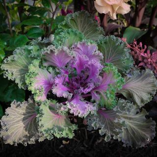 A large head of colorful Japanese Flowering Kale in the greenhouse.