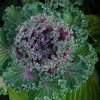 Close-up of a head of colorful Japanese Flowering Kale.