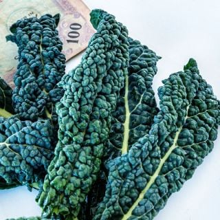 A close-up of Nero Di Toscana Kale with Italian money.