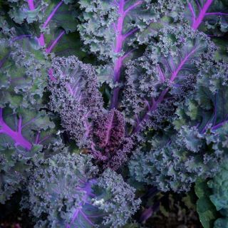 Close-up of Scarlet Kale growing in the garden.