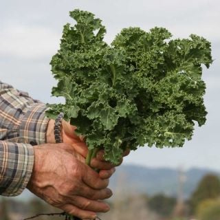 Dwarf Siberian Kale plant held by a gardener in the field.