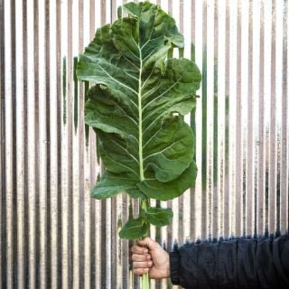 Andrew holding one Thousandhead Kale leaf in front of a corrugated metal wall.