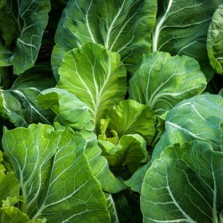 Close-up Tronchuda Kale showing detail in veining.