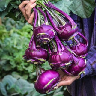 A bouquet of Blauer Speck Kohlrabi held by a gardener. 