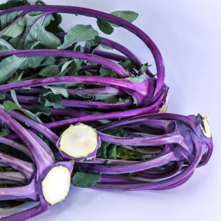 A pile of Early Purple Vienna Kohlrabi on a white background.