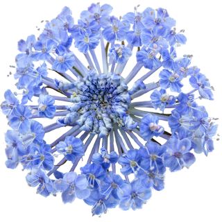 An extreme macro view of a single Blue Lace Flower.